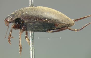 Media type: image;   Entomology 6030 Aspect: habitus lateral view